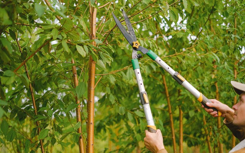 Tree trimming in Salyersville, KY